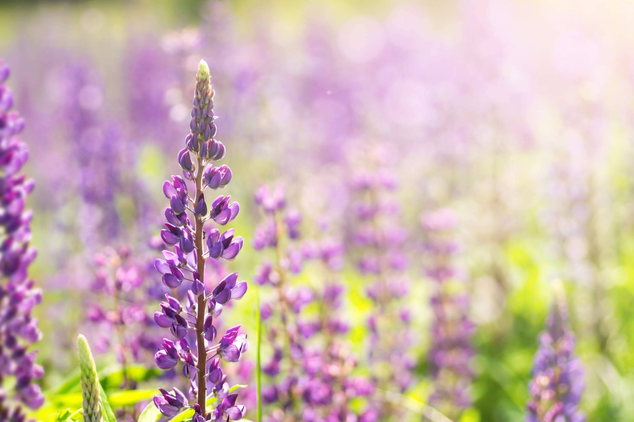 blooming flowers